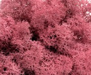 100g Moos - Islandmoos - Alpenveilchen