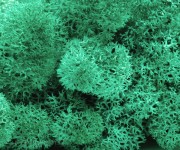 100g Moos - Islandmoos - Pazifik