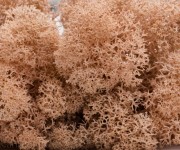 100g Moos - Islandmoos - Pfirsich