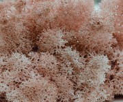 100g Moos - Islandmoos - Rosa